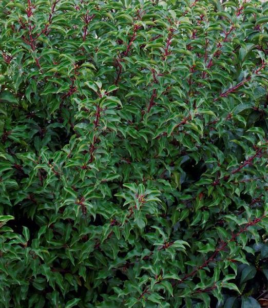 Prunus lusitanica 'Brenelia'